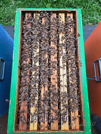 Nuclei e Famiglie Api