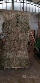 BALLETTE di 1 e 2 taglio di medica