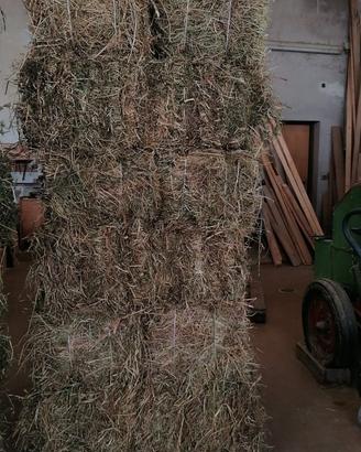 BALLETTE di 1 e 2 taglio di medica