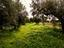 Immagine 12