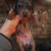 Bassotto Piebald (o Pezzato) + arlecchino