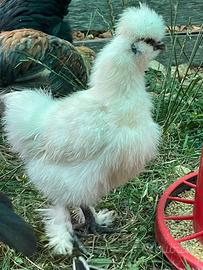 Gallo moroseta