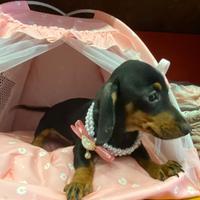 Cuccioli di bassotto