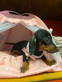 Cuccioli di bassotto