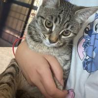 Adozione gattine urgentemente