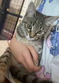 Adozione gattine urgentemente