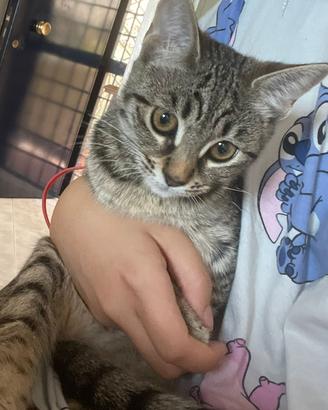 Adozione gattine urgentemente