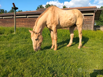 Quarter Horse