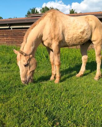 Quarter Horse