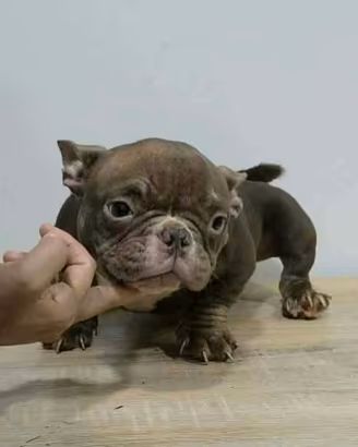 Nano bully