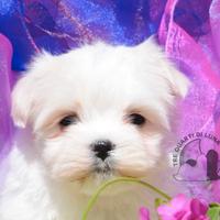 Maltese Mini Toy Allevamento Master ENCI
