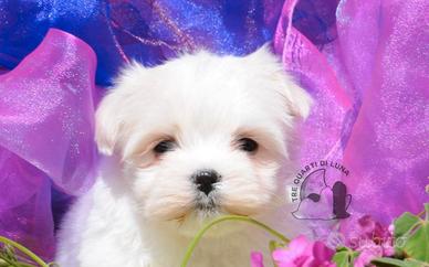 Maltese Mini Toy Allevamento Master ENCI