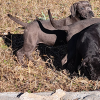 Cuccioli cane corso neri e grigi