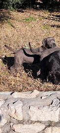 Cuccioli cane corso neri e grigi