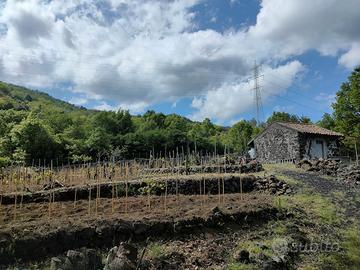 Vigneto Etna Bianco Superiore DOC con fabbricato