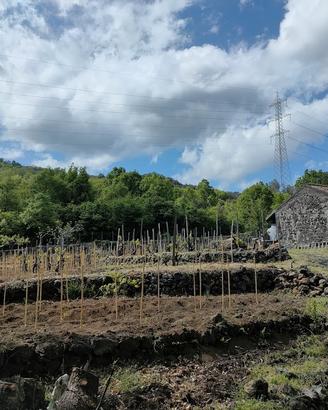 Vigneto Etna Bianco Superiore DOC con fabbricato