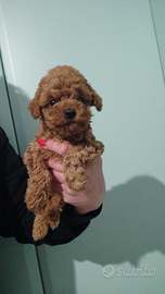 Barboncini Red Toy e mini