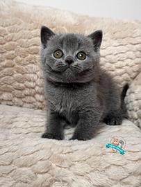 British Shorthair Scottish Fold e Straight
