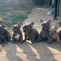 Bulldog francesi Blu