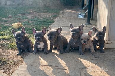 Bulldog francesi PRONTI