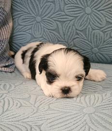 Cuccioli di Shitzu  Shih Tzu 