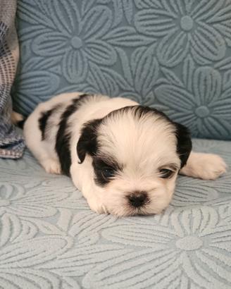 Cuccioli di Shitzu  Shih Tzu 