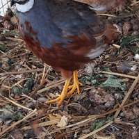 Mini quaglie cinesi