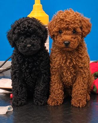 Disponibili cuccioli di barboncino red