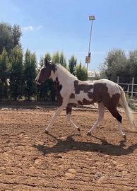 Cavallo per principianti