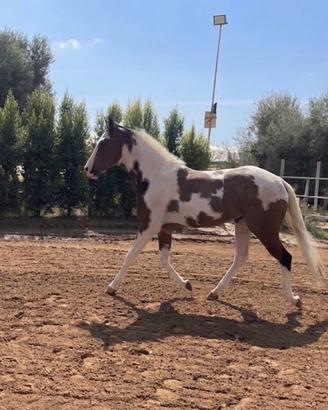 Cavallo per principianti