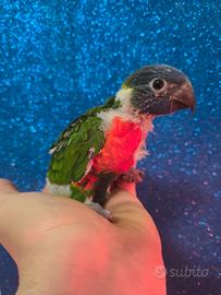 Pappagallo lori arcobaleno