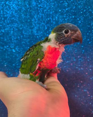 Pappagallo lori arcobaleno