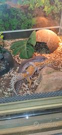 Geco leopardino