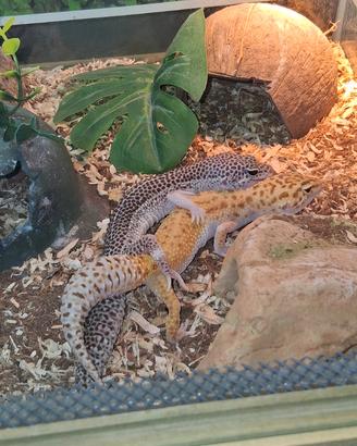 Geco leopardino