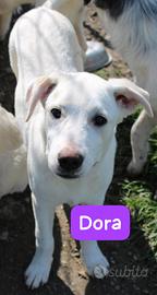 CUCCIOLI 5 MESI taglia media