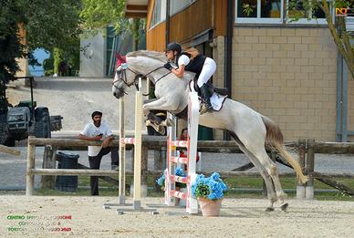 Cavallo salto ostacoli