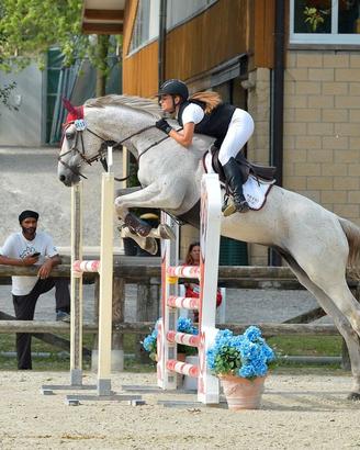 Cavallo salto ostacoli