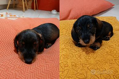 Bassotta pelo duro pedigree