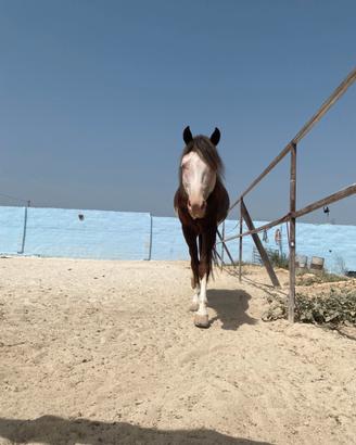 Paint, mezzo Cavallo