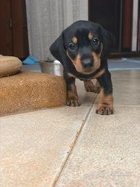 Cucciolo di bassotto