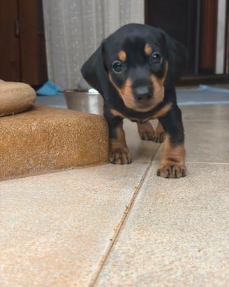 Cucciolo di bassotto