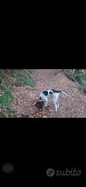 Cane da tartufo