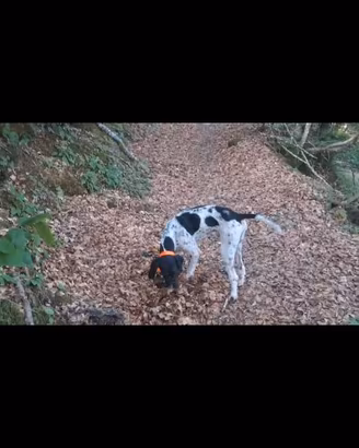 Cane da tartufo