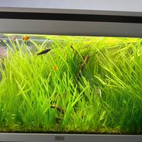 Piante vive acquario con radici genere vallisneria