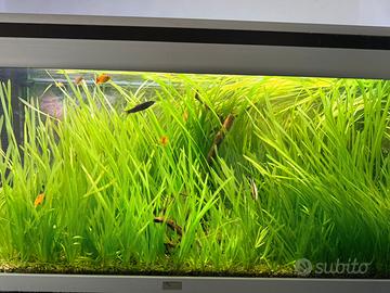 Piante vive acquario con radici genere vallisneria