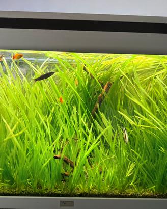 Piante vive acquario con radici genere vallisneria