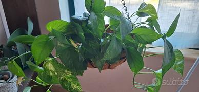 Pianta Pothos in Cesto Sospeso