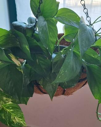 Pianta Pothos in Cesto Sospeso