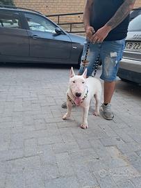 Animali