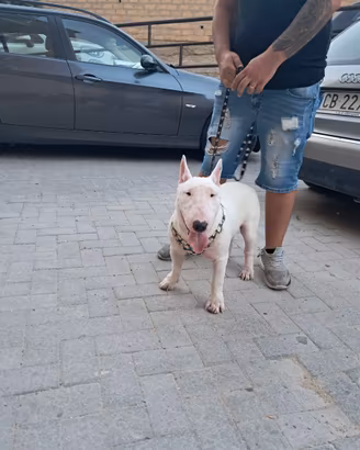 Animali